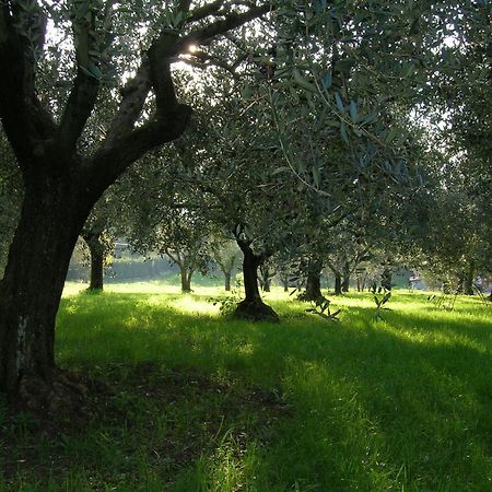 Olive Tree Hill Bed & Breakfast Zagarolo Bagian luar foto