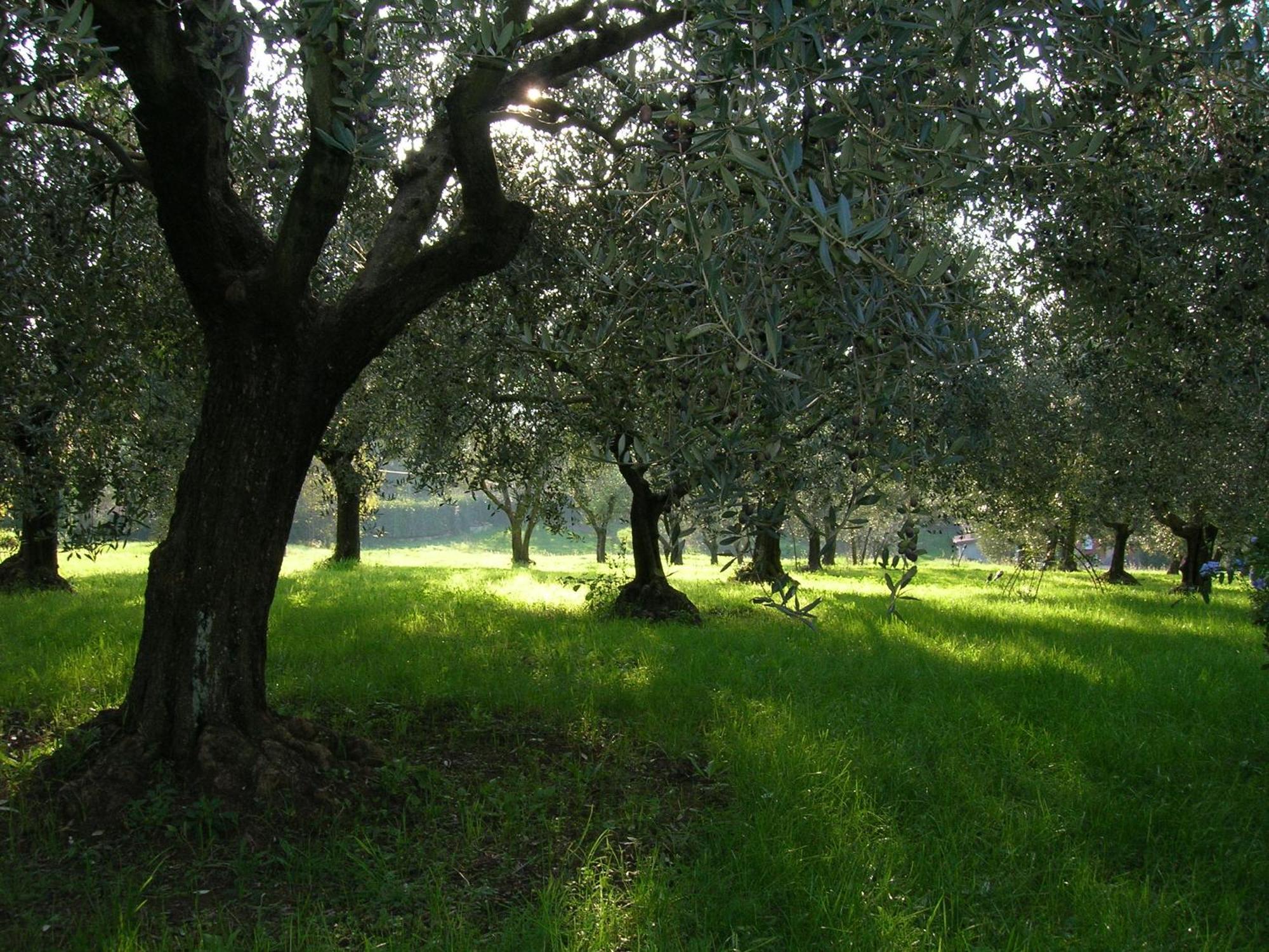 Olive Tree Hill Bed & Breakfast Zagarolo Bagian luar foto